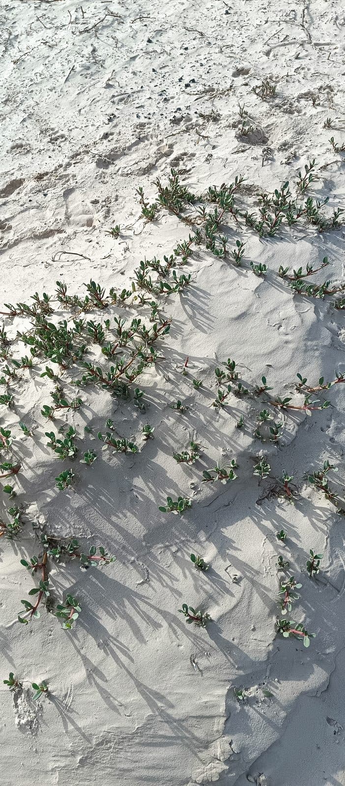Du sable clair traversé de petites plantes, vu de haut.